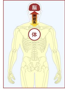 脳と体
